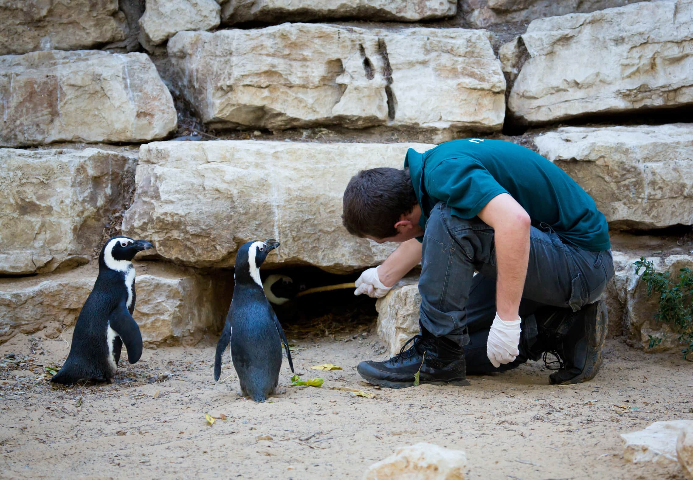 עובד בספארי ברמת גן מטפל בפינגווינים. למצולם אין קשר לנאמר בכתבה (צילום: משה שי/פלאש90)