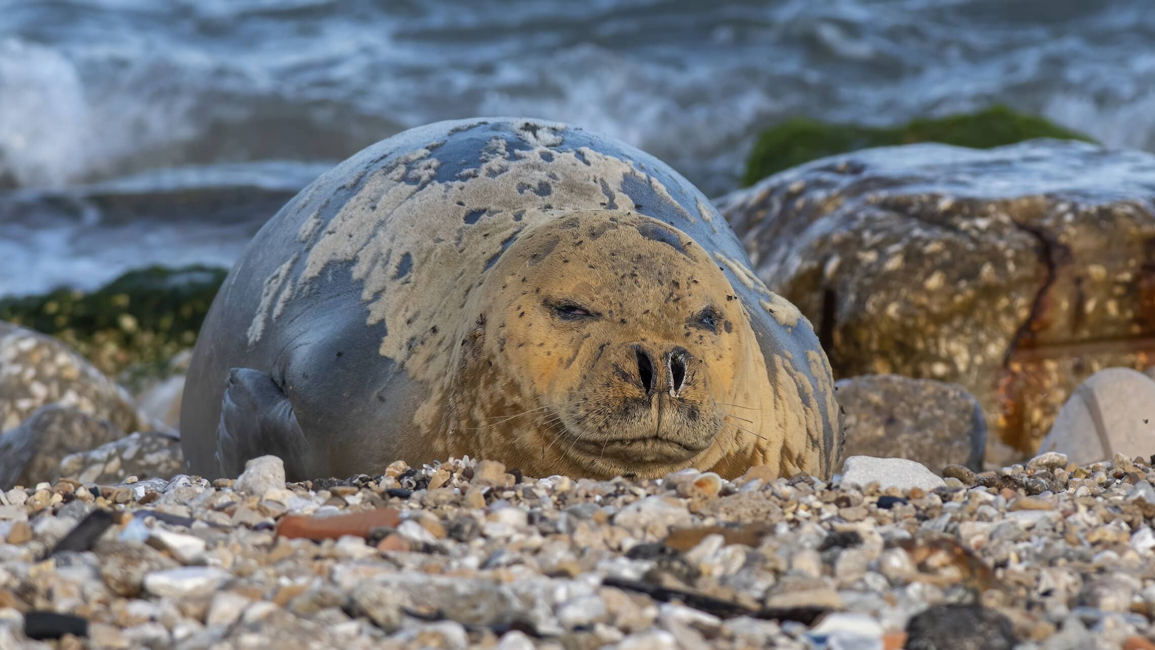 כלבת הים יוליה נחה על חוף יפו, מאי 2023 (צילום: צחי פינקלשטיין)