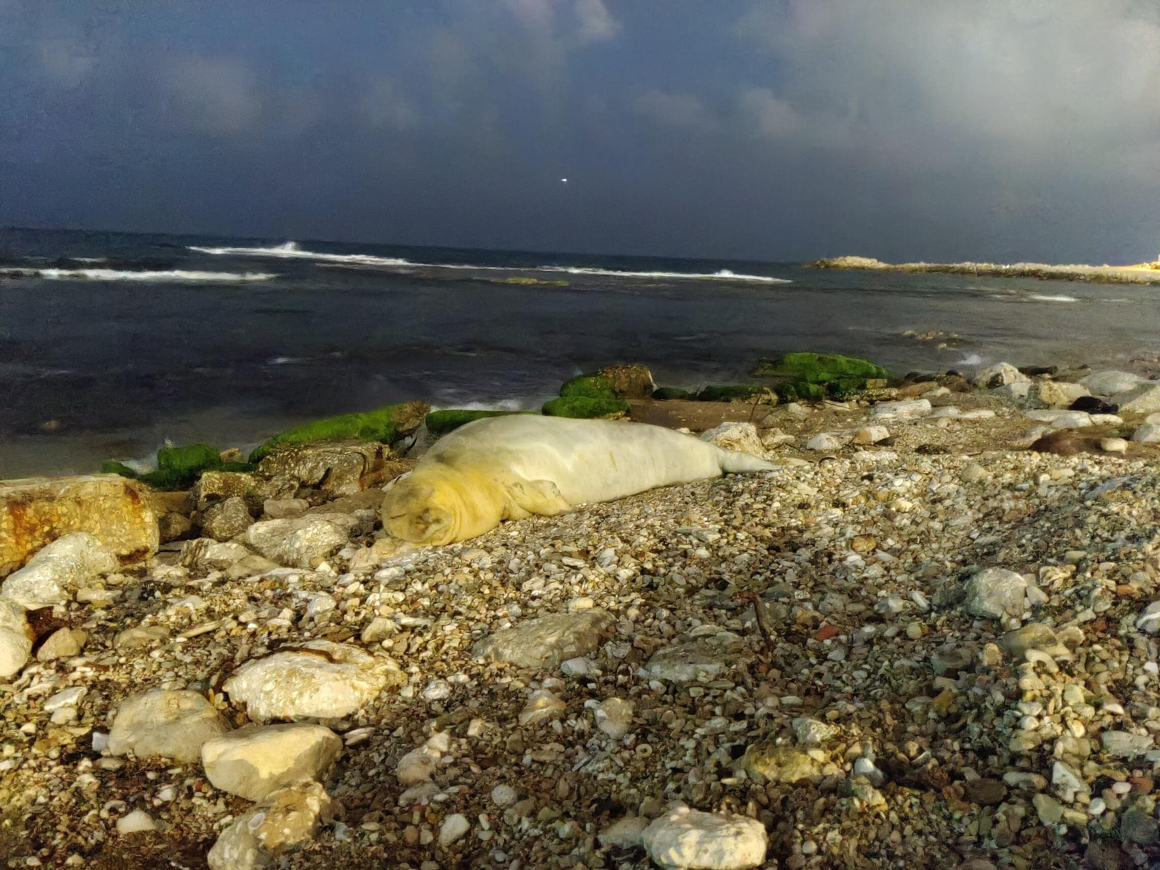 יוליה כלבת הים על חוף יפו, מאי 2023 (צילום: ד&quot;ר מיה אלסר, &quot;דלפיס&quot;)