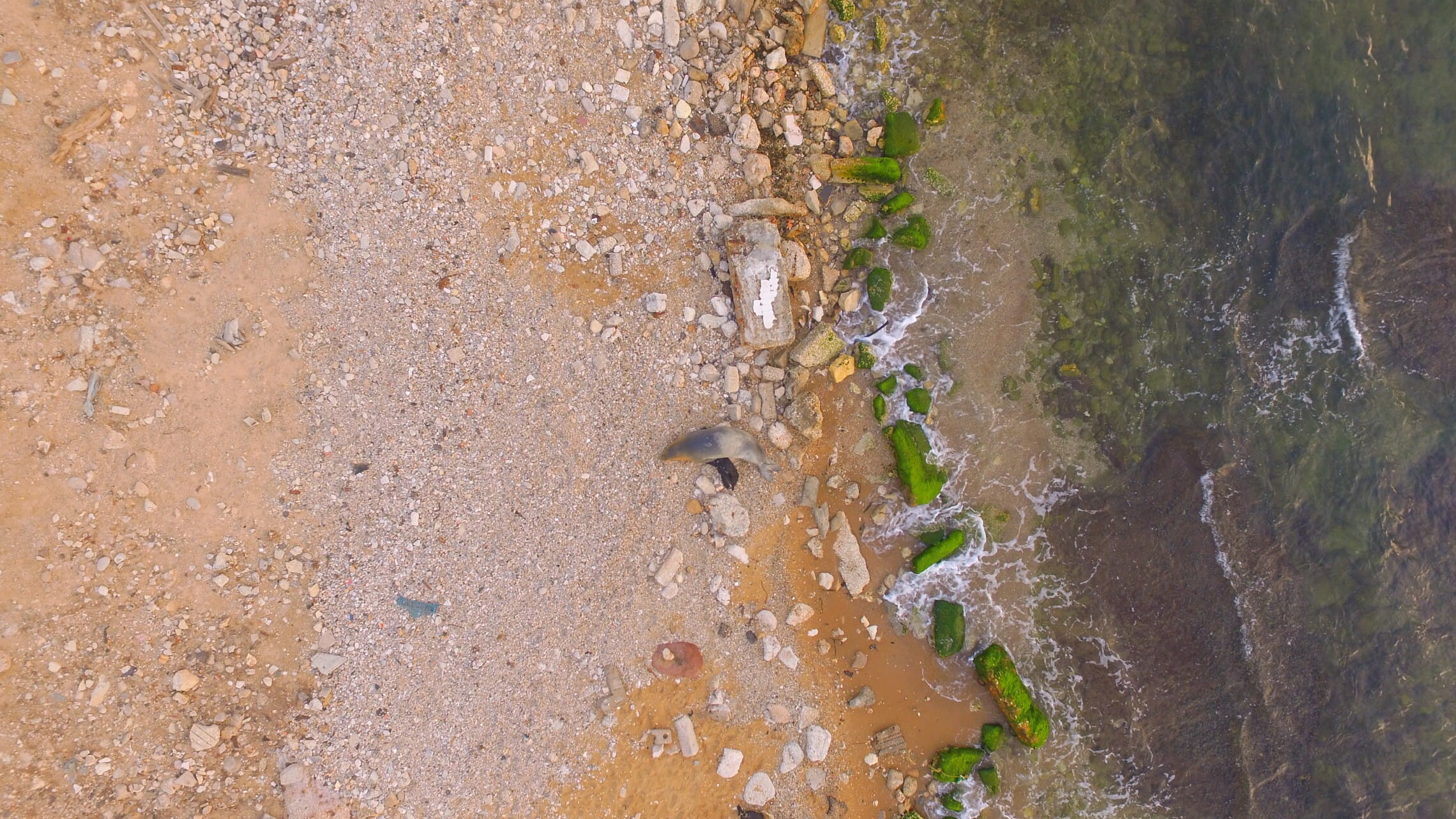 צילום רחפן של יוליה כלבת הים על חוף יפו, מאי 2023 (צילום: שלומי מרקו ודנה ריינינגר)