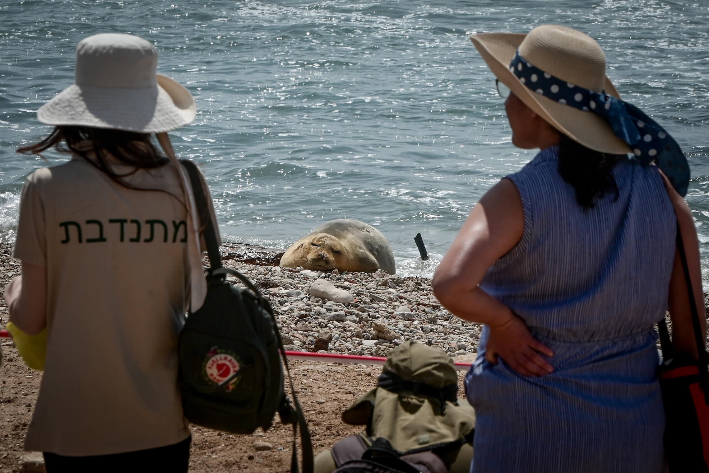 מתנדבים של ארגון &quot;דלפיס&quot; ורשות הטבע והגנים שומרים על יוליה כלבת הים מסביב לשעון בחוף יפו, 13 במאי 2023 (צילום: אבשלום ששוני/פלאש90)