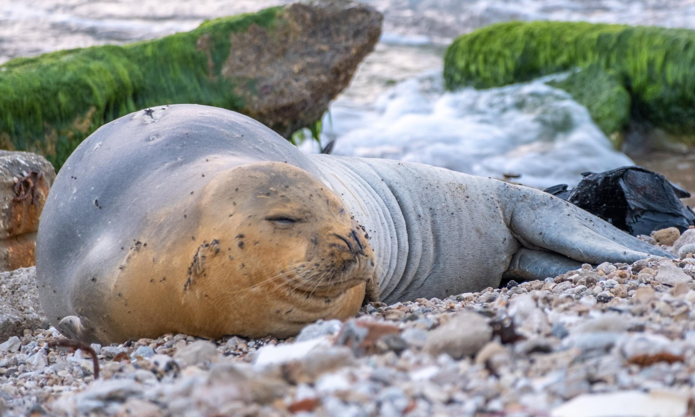 כלבת הים יוליה נחה על חוף יפו, מאי 2023 (צילום: גיל לופו)