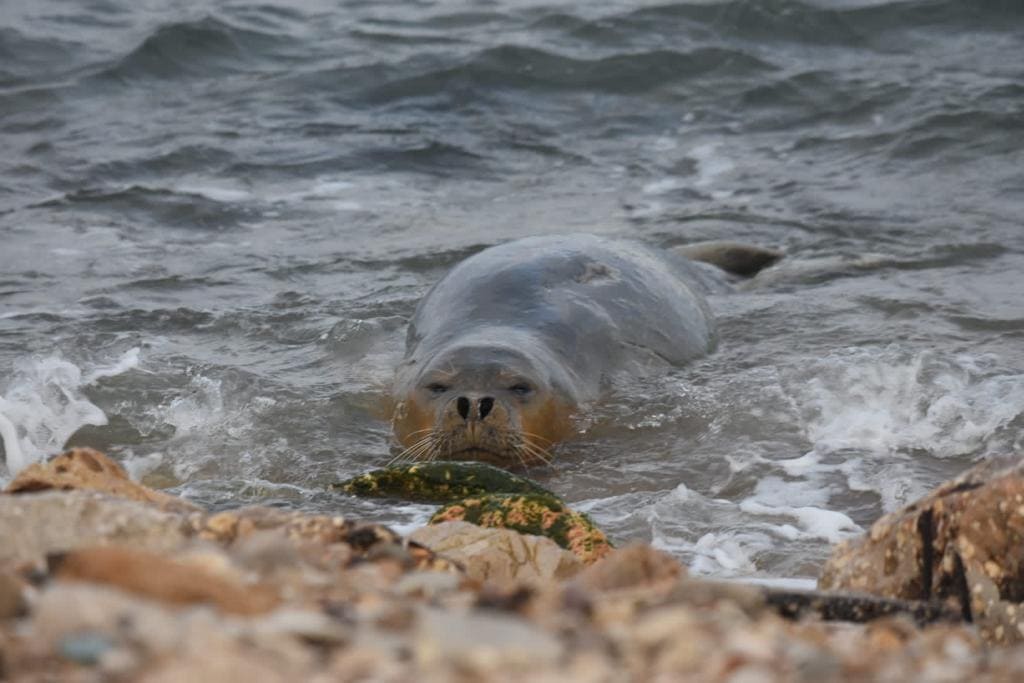 יוליה כלבת הים חוזרת לחוף יפו אחרי שחייה קלה בים, 15 במאי 2023 (צילום: שי קבסה, רשות הטבע והגנים)