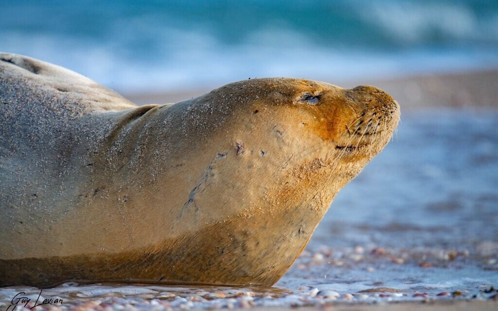 כלבת הים יוליה בחוף בשטח אש בראשון לציון, 29 במאי 2023 (צילום: גיא לויאן, רשות הטבע והגנים)