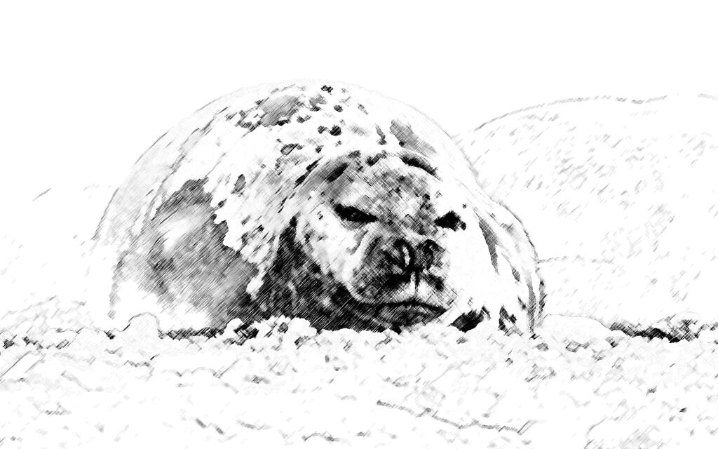 כלבת הים יוליה נחה על חוף יפו, מאי 2023 (צילום: גיא פינקלשטיין, עיבוד מחשב)