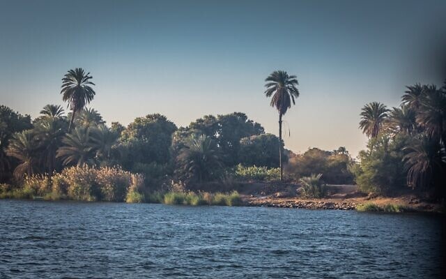 מטעים על גדות הנילוס (צילום: חנני רפופורט)