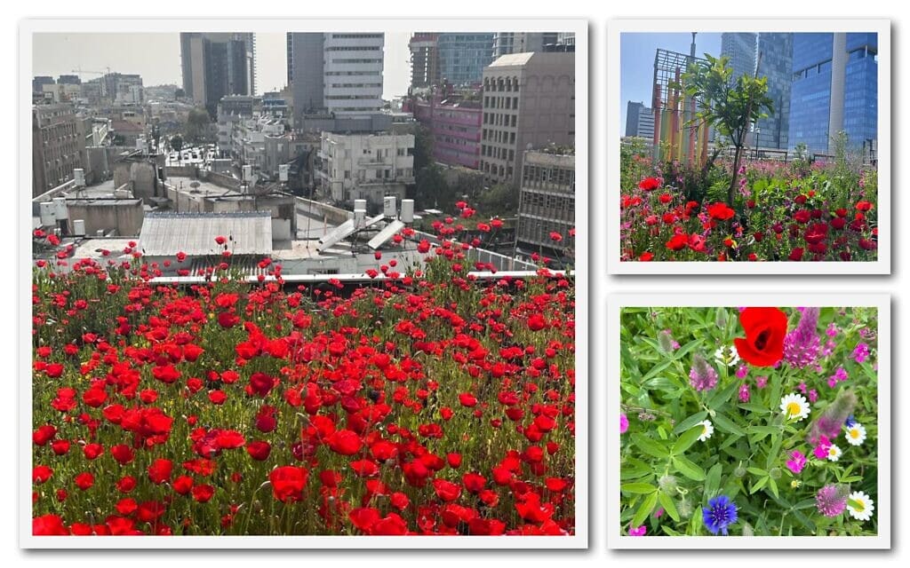 פריחה בגינה של Urban Daisy על גג אכסניית &#8220;אברהם הוסטל&#8221; בתל אביב (צילום: באדיבות Urban Daisy)