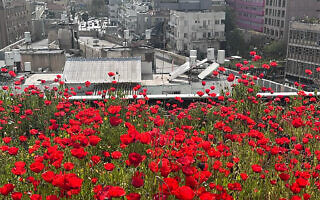 הגינה של Urban Daisy על גג אכסניית “אברהם הוסטל” בתל אביב (צילום: באדיבות Urban Daisy) הגינה של Urban Daisy על גג אכסניית “אברהם הוסטל” בתל אביב (צילום: באדיבות Urban Daisy)