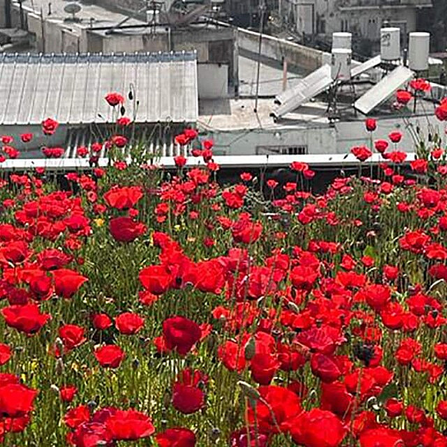 הגינה של Urban Daisy על גג אכסניית "אברהם הוסטל" בתל אביב (צילום: באדיבות Urban Daisy)