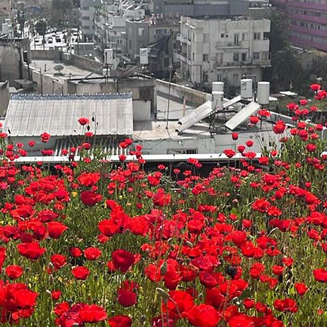 הגינה של Urban Daisy על גג אכסניית "אברהם הוסטל" בתל אביב (צילום: באדיבות Urban Daisy)