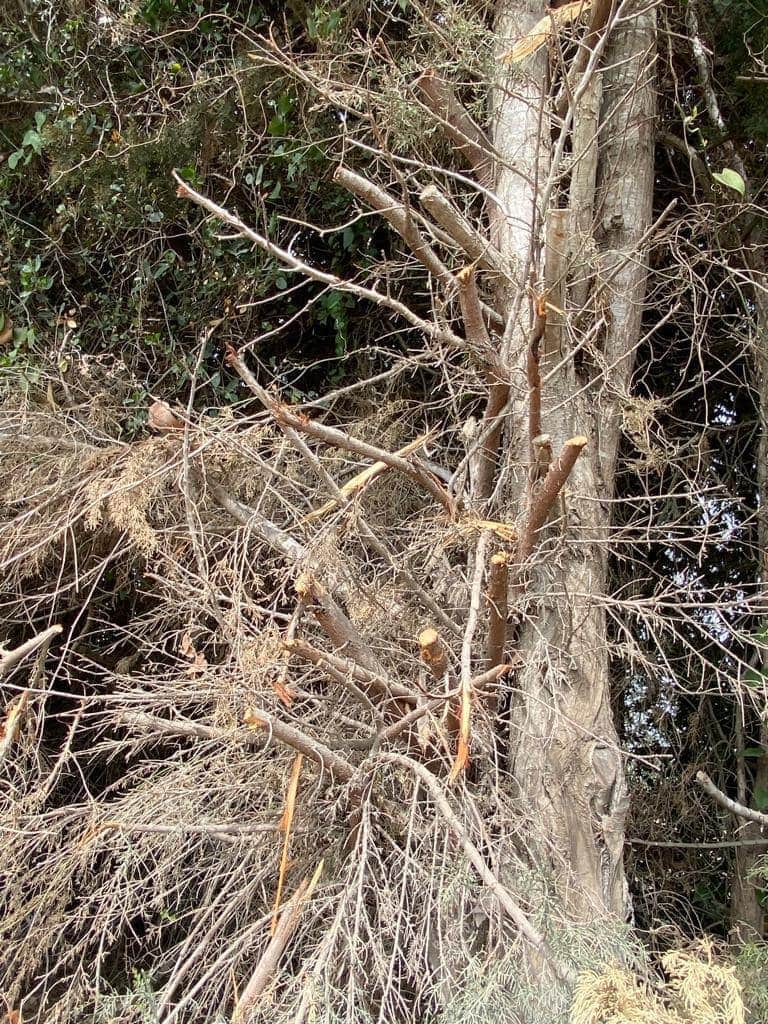 עץ שעבר גירדום כביש הגישה לקיבוץ רמות מנשה, מאי 2023 (צילום: יפעת שתיל-פלד)