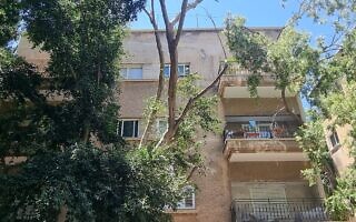 הפיקוס הגדול ברחוב מלצ’ט – חצי מת וחצי פורח, יוני 2023 (צילום: אביב לביא) הפיקוס הגדול ברחוב מלצ’ט – חצי מת וחצי פורח, יוני 2023 (צילום: אביב לביא)