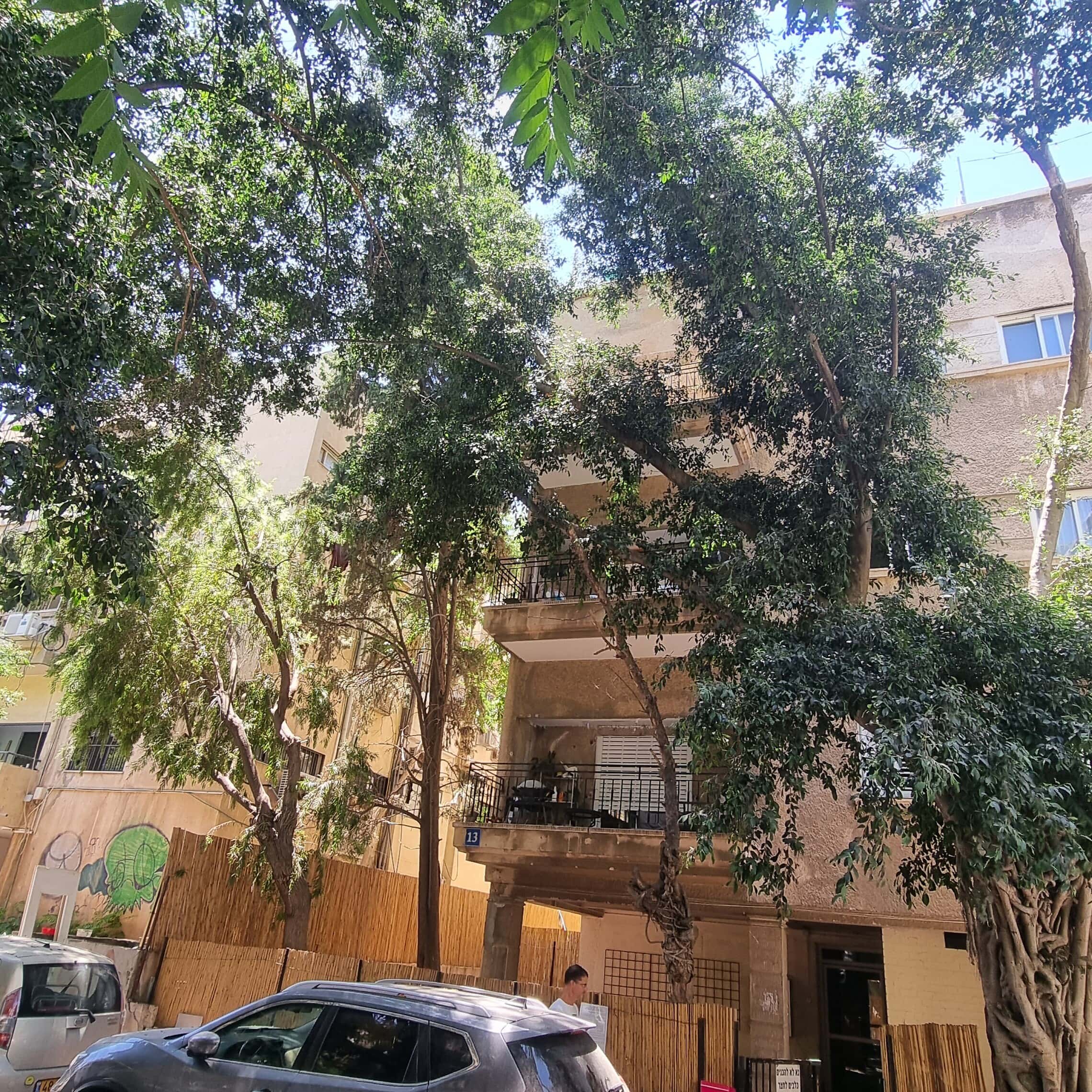 העצים ברחוב מלצ&#8217;ט בתל אביב, יוני 2023 (צילום: אביב לביא)