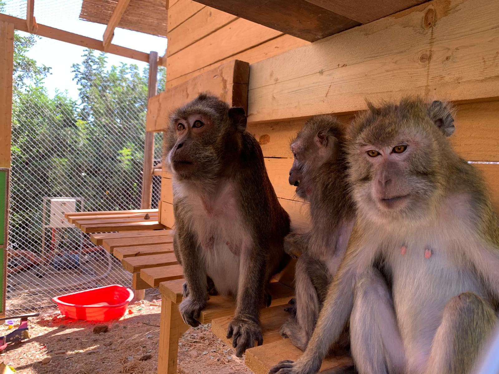 קופות מקוק שהועברו למקלט הקופים בבן שמן מחוות מזור, אוקטובר 2022 (צילום: מקלט הקופים הישראלי)