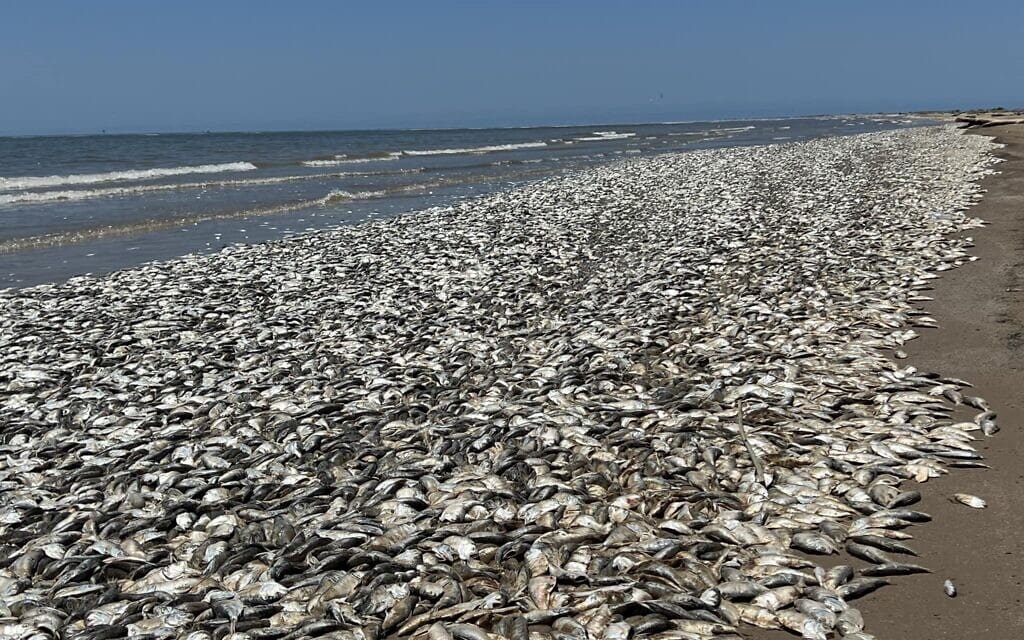 אלפי דגים מתים נפלטו ממפרץ מקסיקו על חופי טקסס, 12 ביוני 2023 (צילום: Quintana Beach County Park)