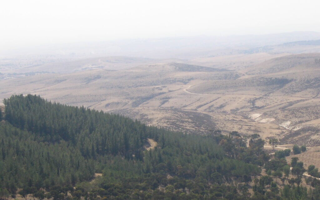 יער יתיר על גבול המדבר (צילום: ויקיפדיה)