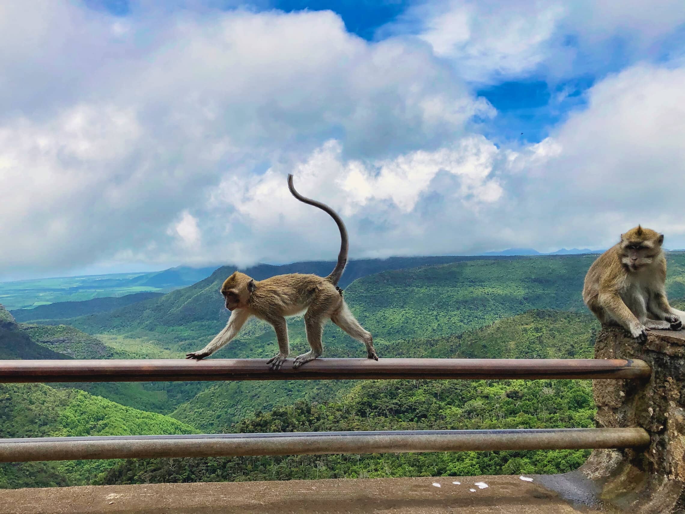 קופי מקוק בשמורת טבע במאוריציוס (צילום: iStock)