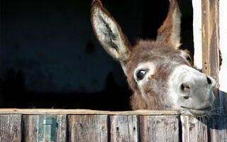חמור (צילום: tepic / iStock) חמור (צילום: tepic / iStock)