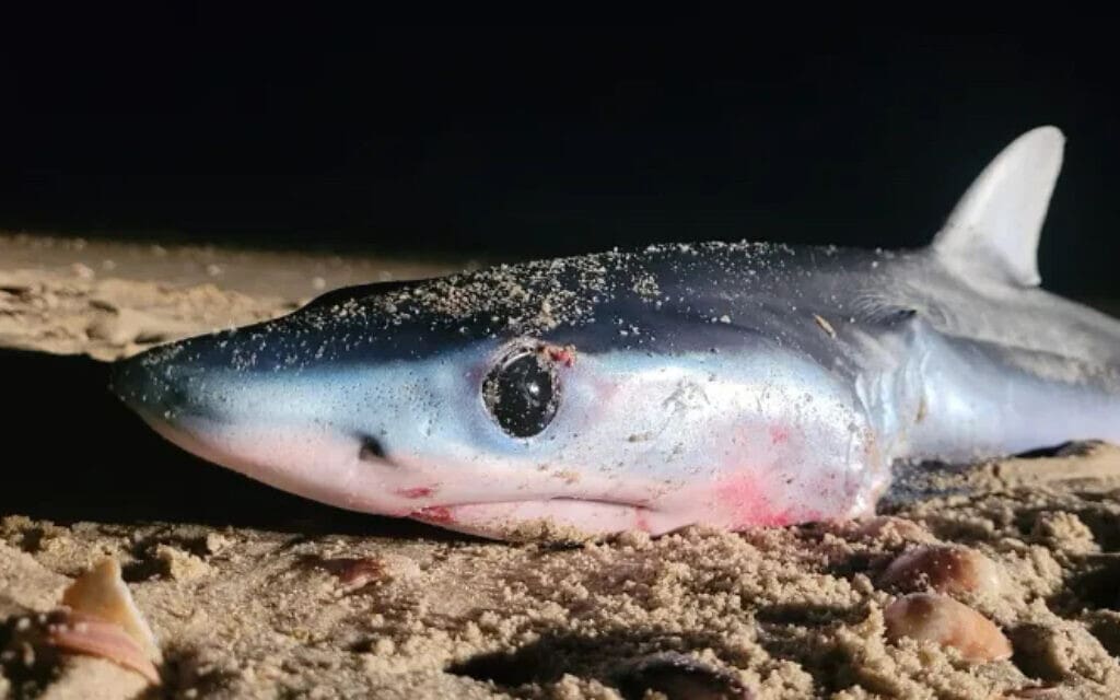 כריש עמלץ שנמצא מת על חוף קיסריה, 28 ביוני 2023 (צילום: שי קבסה, רשות הטבע והגנים)
