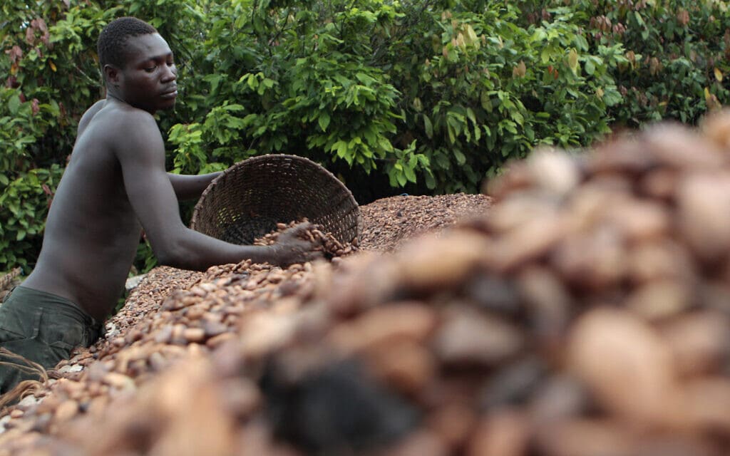 חקלאי בחוף השנהב בורר פולי קקאו בחוות קקאו ליד הכפר פנגולו. אילוסטרציה (צילום: AP Photo/Rebecca Blackwell)