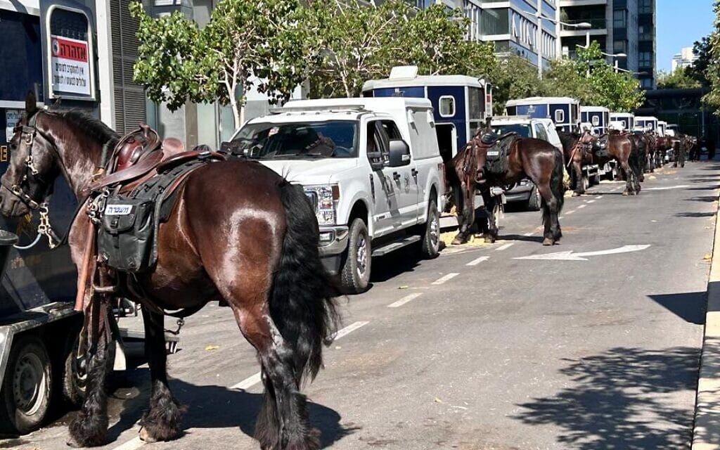 סוסים משטרתיים ממתינים ברחוב יגאל אלון בתל אביב, סמוך להפגנה נגד המהפכה המשפטית, 11 ביולי 2023 (צילום: ערן הילדסהיים) סוסים משטרתיים ממתינים ברחוב יגאל אלון בתל אביב, סמוך להפגנה נגד המהפכה המשפטית, 11 ביולי 2023 (צילום: ערן הילדסהיים)