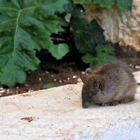 אילוסטרציה: עכבר בעיר (צילום: Sophie Gordon/Flash 90)