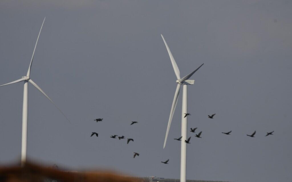 עופות דורסים ליד טורבינות רוח ברמת הגולן (צילום: לירון שפירא / החברה להגנת הטבע)
