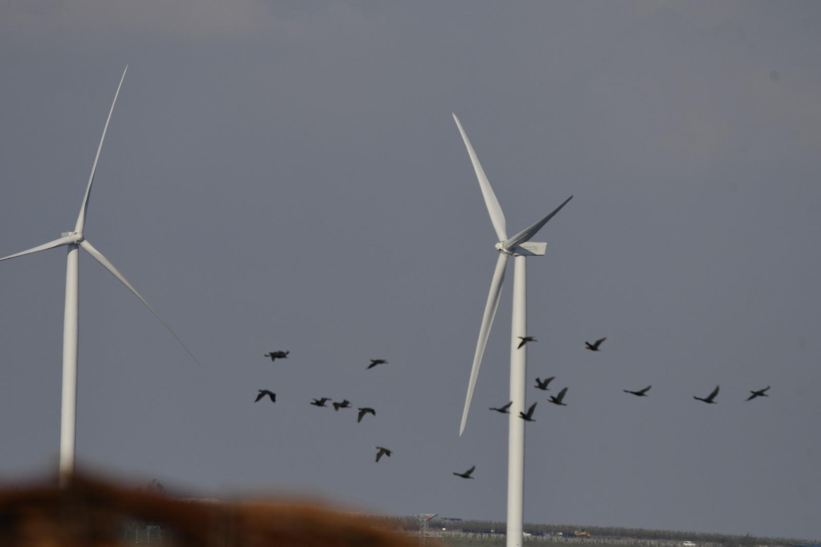 עופות דורסים ליד טורבינות רוח ברמת הגולן (צילום: לירון שפירא / החברה להגנת הטבע)