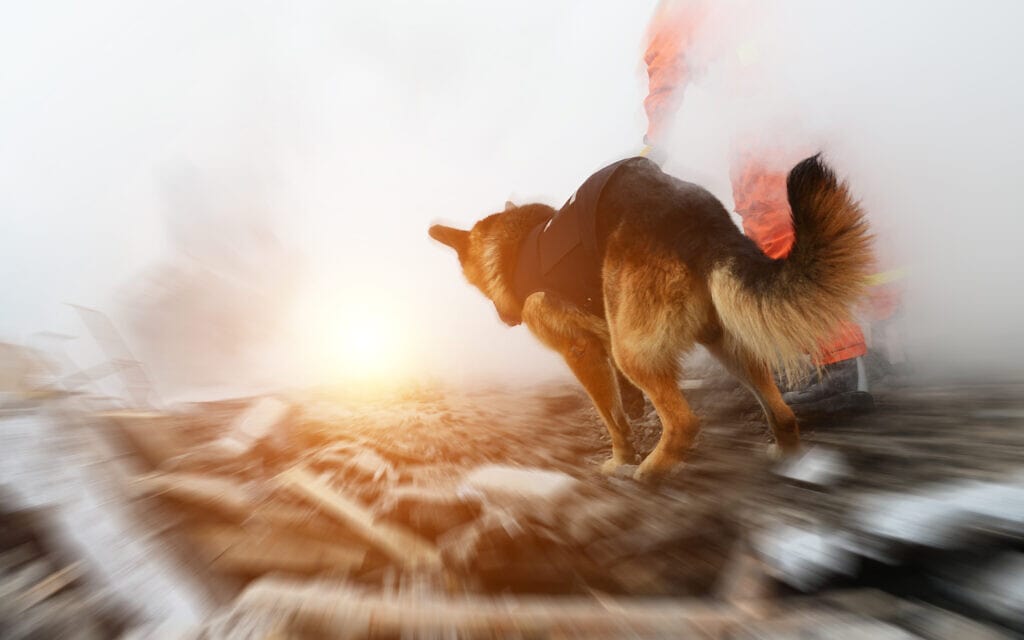 כלב איתור והצלה, אילוסטרציה (צילום: iStock)