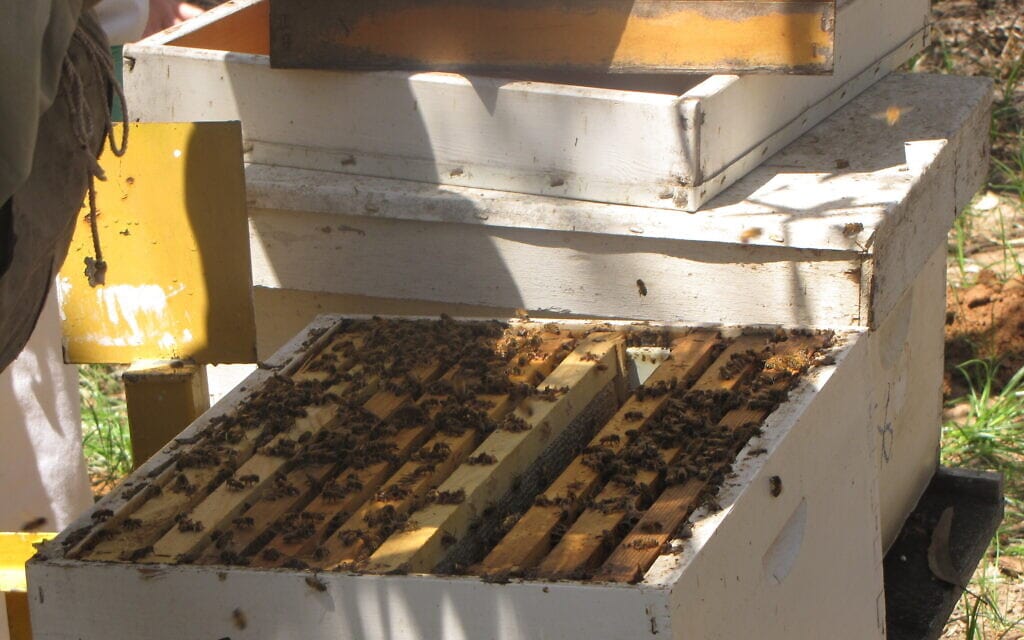 כוורת דבורים (צילום: דוברות מכון וולקני)