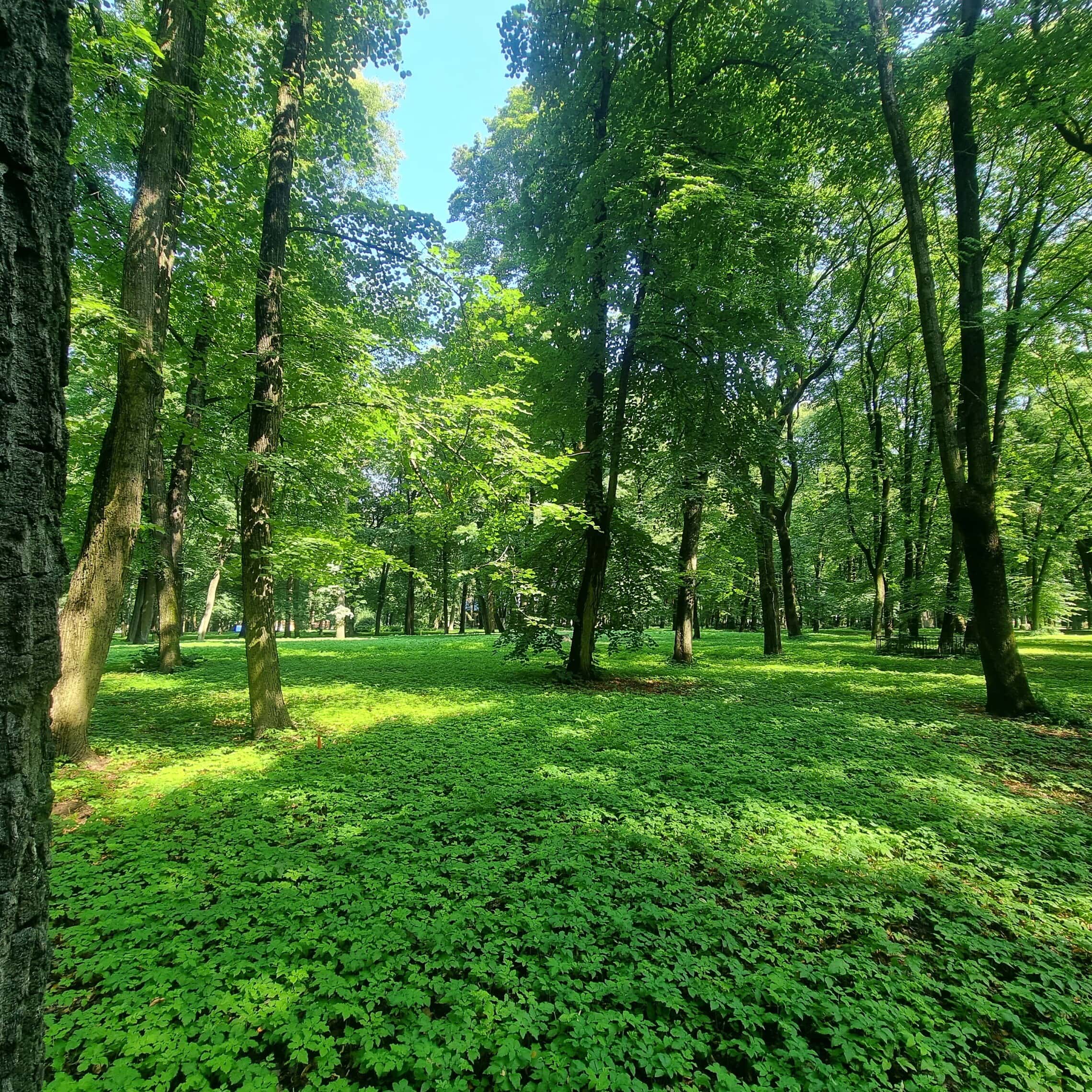 יער בריגה (צילום: אביב לביא)