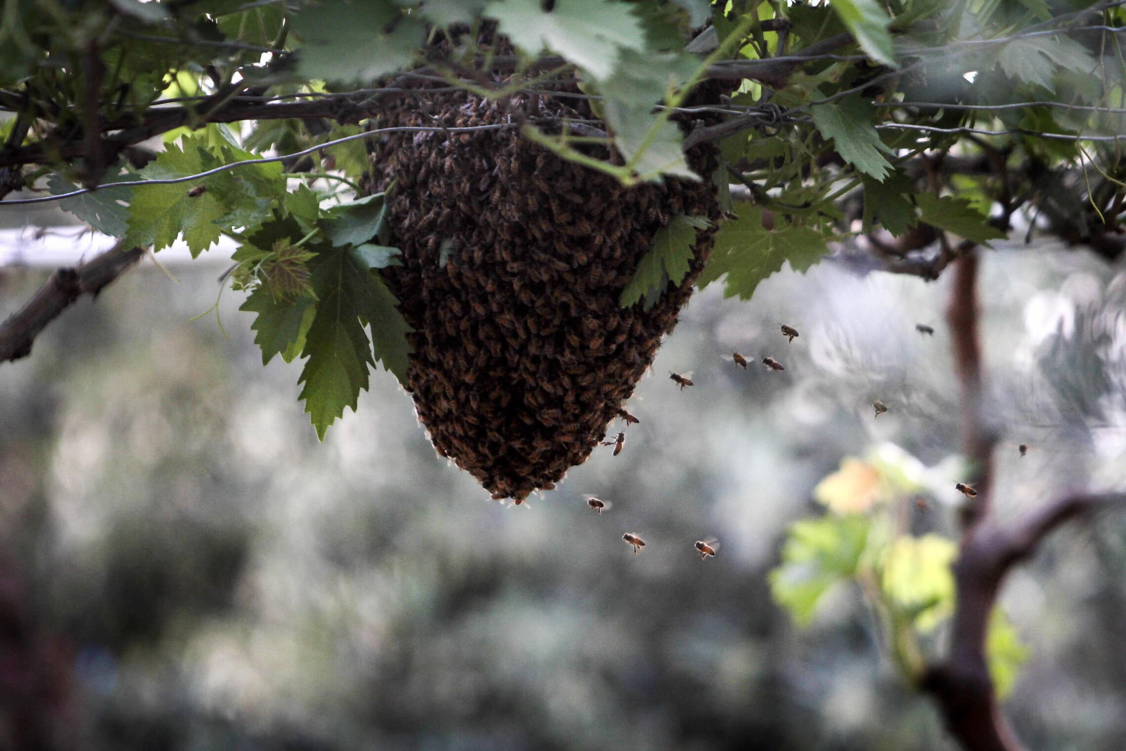 אילוסטרציה: כוורת בחוות דבורים (צילום: Nasser Ishtayeh/Flash90)