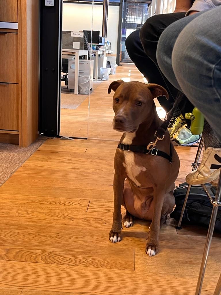 אין מפגש עם אנשי הייטק בלי שמישהו יבוא עם כלב מתוק. משרדי JVP, 21 בספטמבר 2023 (צילום: טל שניידר)