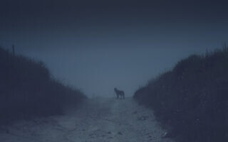 כלב, אילוסטרציה (צילום: iStock / Anna_Anikina) כלב, אילוסטרציה (צילום: iStock / Anna_Anikina)