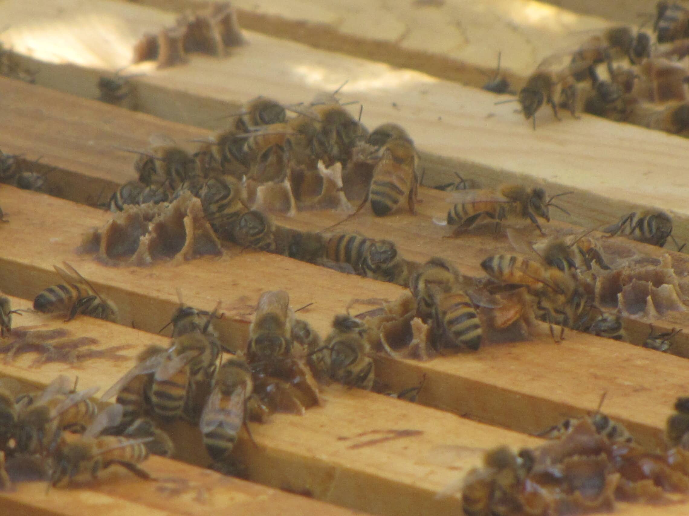 דבורים בכוורת (צילום: דוברות מכון וולקני)