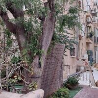 דירת המגורים של ישראל זעירא ברחוב אהרונוביץ' בתל אביב