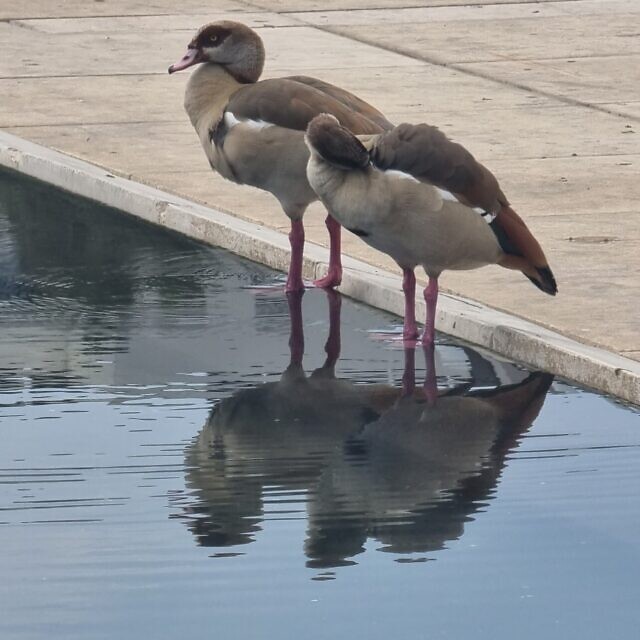 שני אווזים בכיכר הבימה הנטושה, אוקטובר 2023 (צילום: אביב לביא)