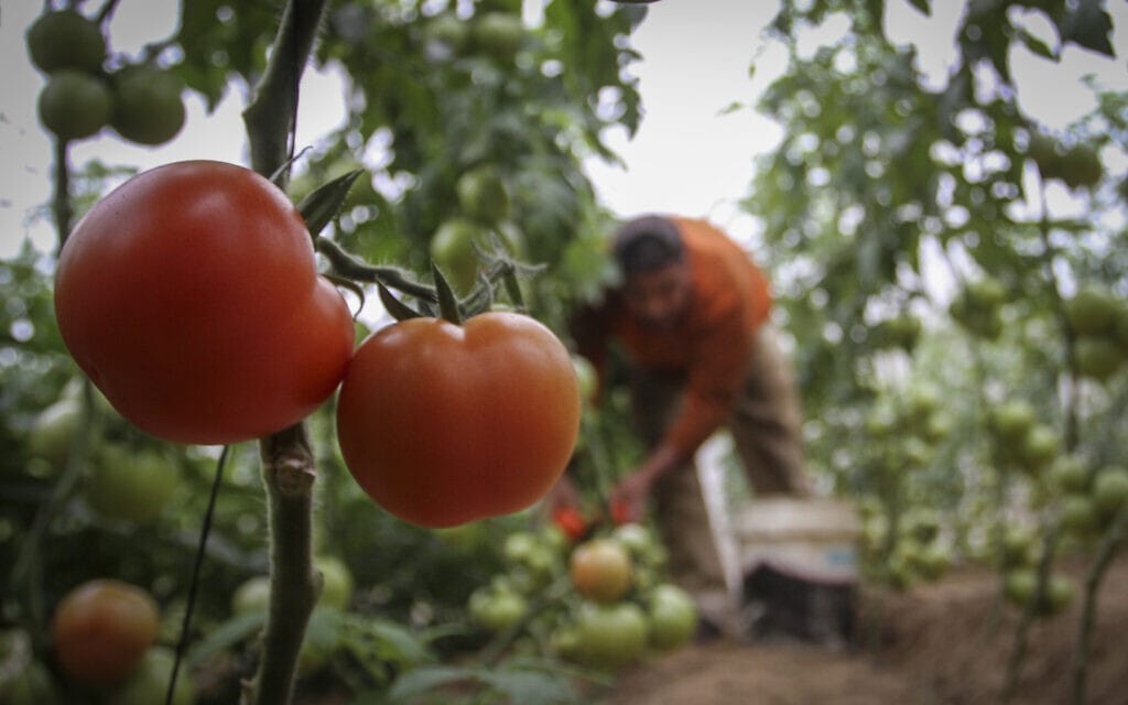 אילוסטרציה: קטיף עגבניות (צילום: Abed Rahim Khatib/Flash90)