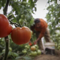 אילוסטרציה: קטיף עגבניות (צילום: Abed Rahim Khatib/Flash90)