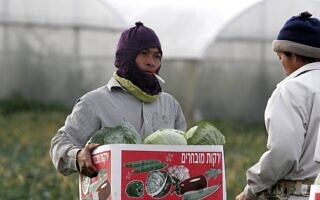 עובדי חקלאות מתאילנד בנחל עוז. ינואר 2009 (צילום: Edi Israel / FLASH90) עובדי חקלאות מתאילנד בנחל עוז. ינואר 2009 (צילום: Edi Israel / FLASH90)