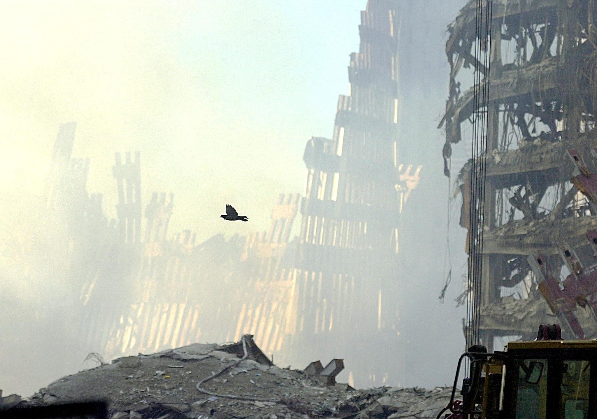 ציפור עפה מעל ההריסות בניו יורק, 16 בספטמבר 2001 (צילום: Roberto SCHMIDT / AFP)