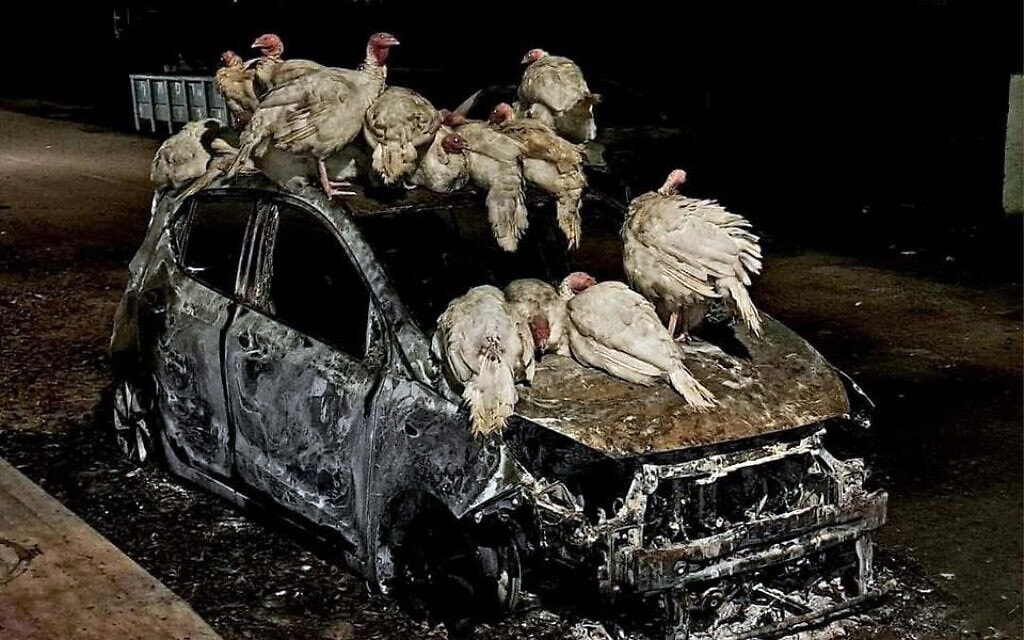 תרנגולי הודו על רכב שרוף בקיבוץ בעוטף עזה אחרי מתקפת חמאס, אוקטובר 2023 (צילום: שאול בז)