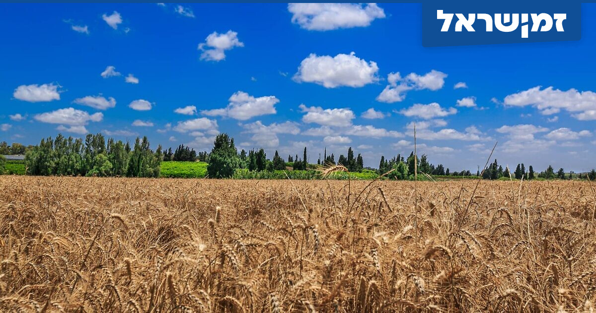 שלומית טנא: אישה מחפשת בשורה | זמן ישראל