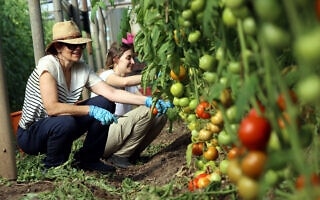 מתנדבים בקטיף עגבניות במושב בשרון, 6 בנובמבר 2023 (צילום: יוסי זמיר/פלאש90) מתנדבים בקטיף עגבניות במושב בשרון, 6 בנובמבר 2023 (צילום: יוסי זמיר/פלאש90)