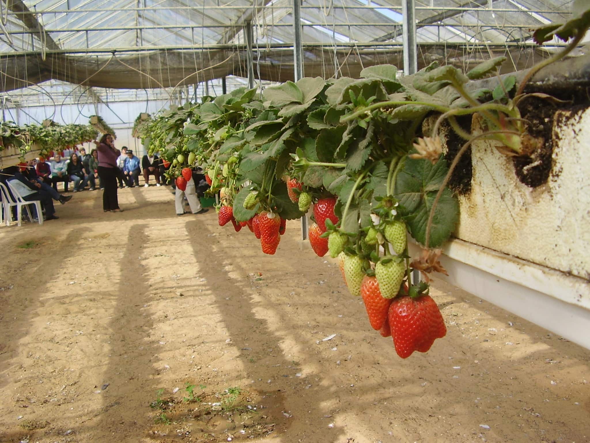 גידולי תותים בתלמי יוסף (צילום: ד&quot;ר אבישי טייכר, פיקיוויקי)