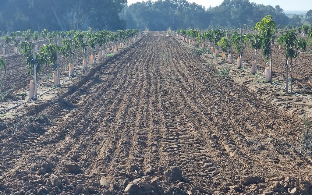 אדמה חקלאית בקיבוץ בארי, דצמבר 2023 (צילום: אביב לביא)