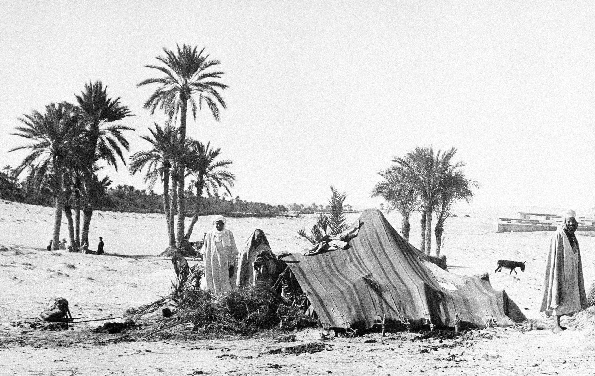 בדואים מקימים אוהלים על החולות תחת עצי דקל בדרום תוניס, תוניסיה, 12 בנובמבר 1942 (צילום: AP)
