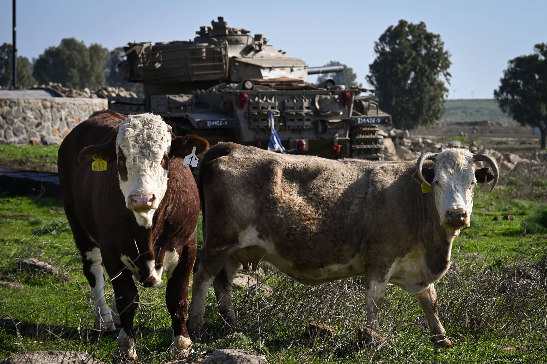 פרות ליד טנק ברמת הגולן, 28 בדצמבר 2023 (צילום: מיכאל גלעדי/פלאש90)