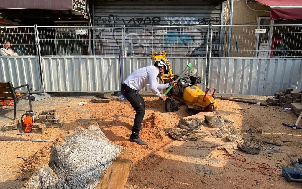 עובד נת&quot;ע מרסק עם גרזן גרדום של פיקוס כרות ברחוב אלנבי בתל אביב, ינואר 2024 (צילום: מאיה יעקבס)