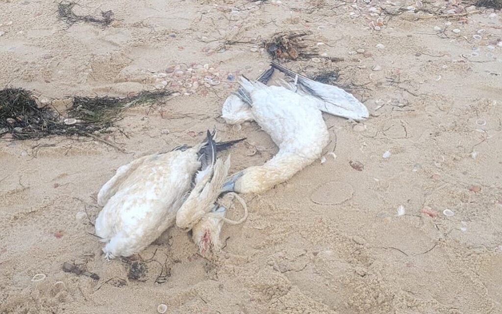 שתי סולות שנלכדו בחבל על חוף הים ומתו (צילום: דפנה קלומק)